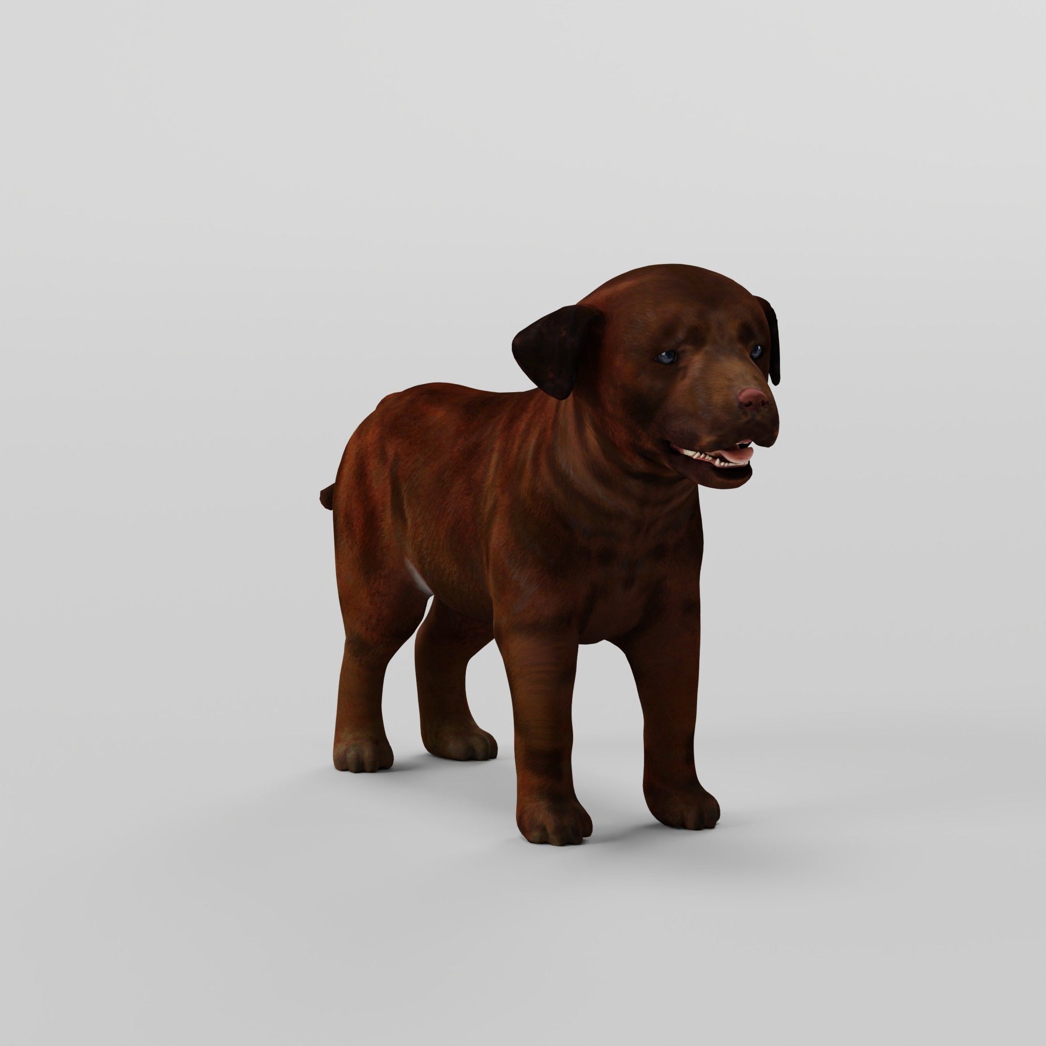 Labrador Retriever Puppy Dog Low-poly 3D model_10