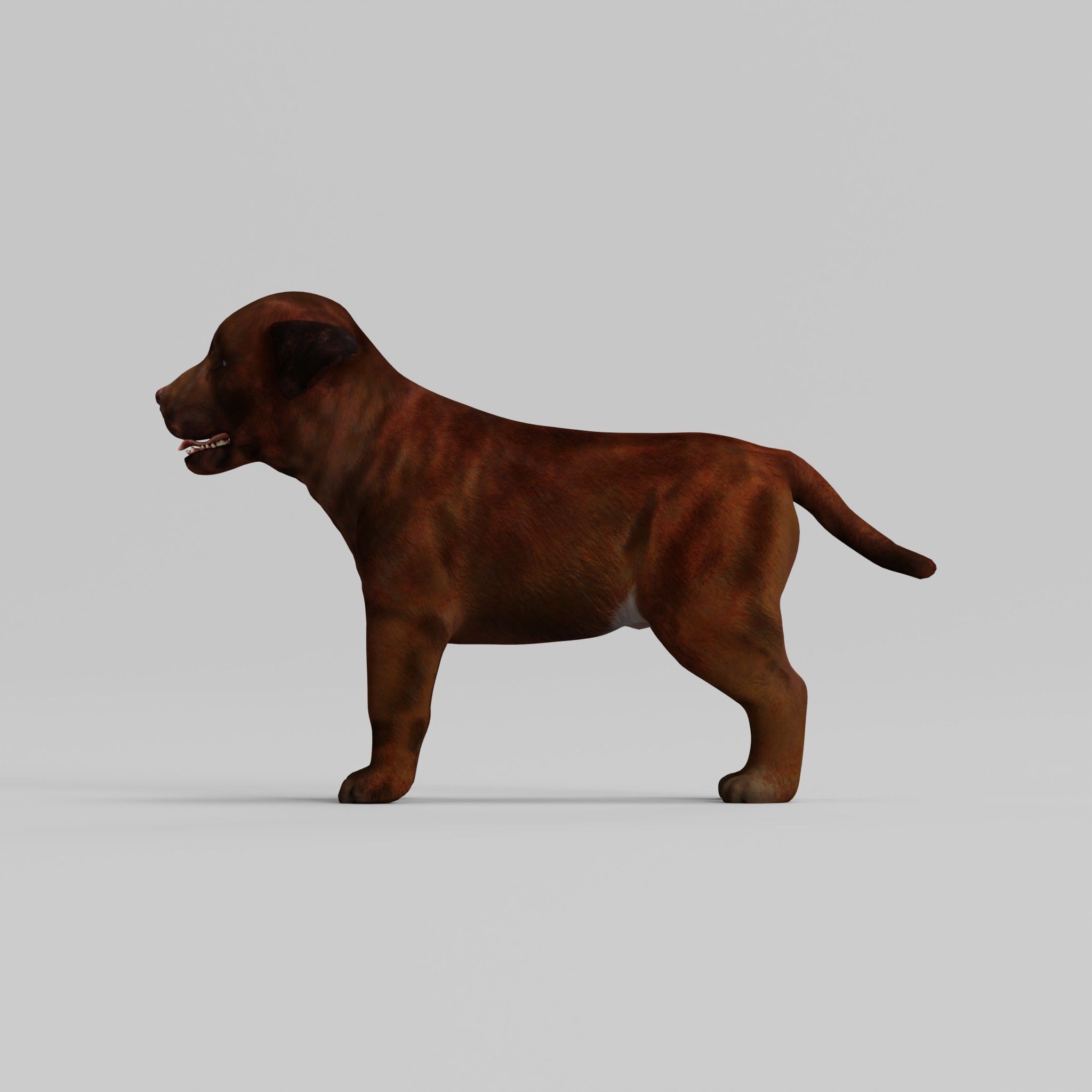 Labrador Retriever Puppy Dog Low-poly 3D model_9