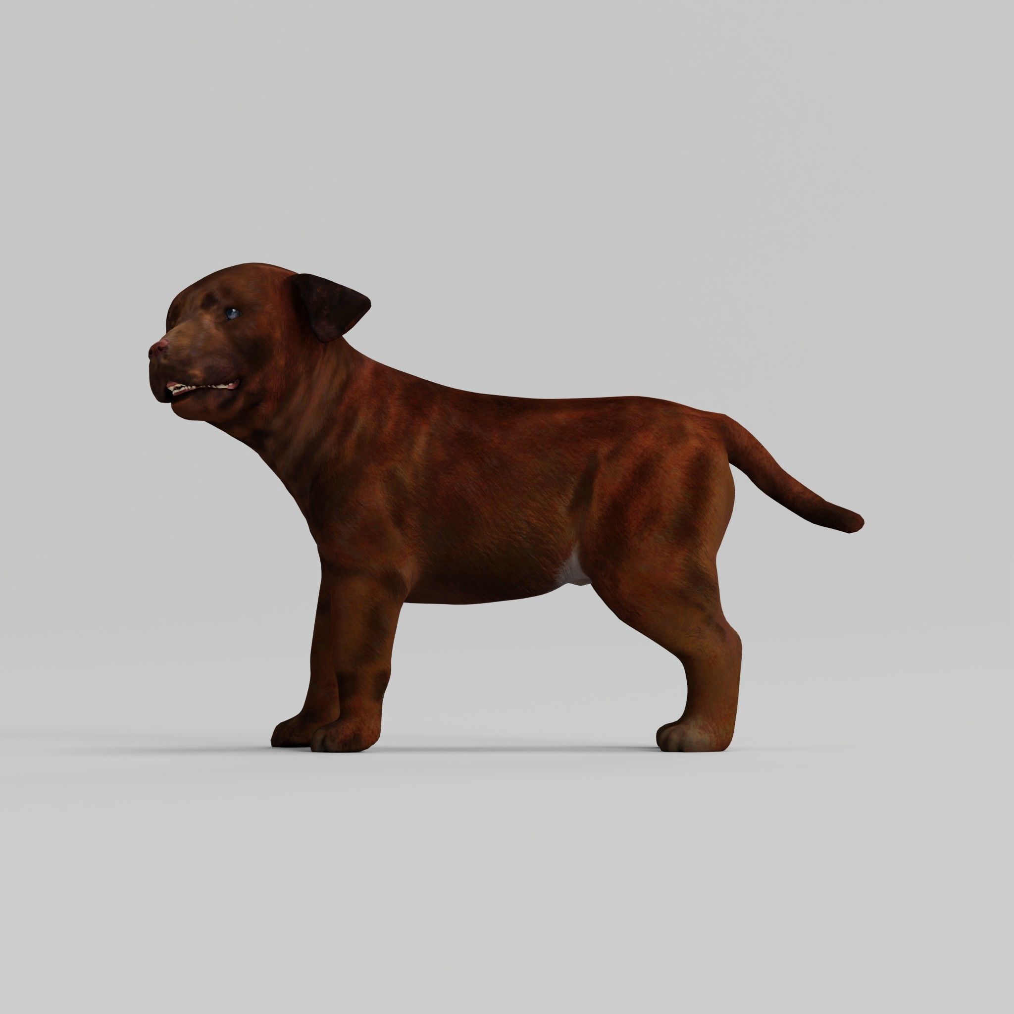 Labrador Retriever Puppy Dog Low-poly 3D model_8
