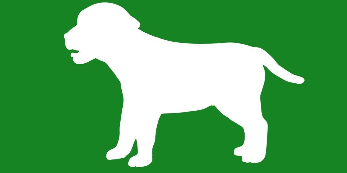 Labrador Retriever Puppy Dog Low-poly 3D model_28