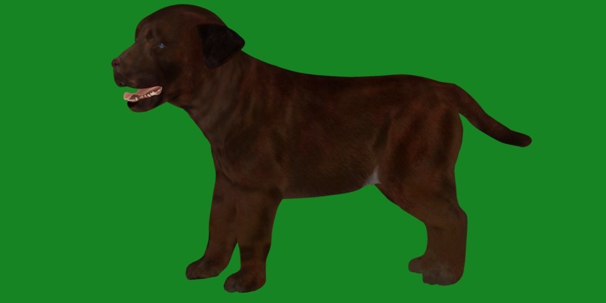 Labrador Retriever Puppy Dog Low-poly 3D model_27