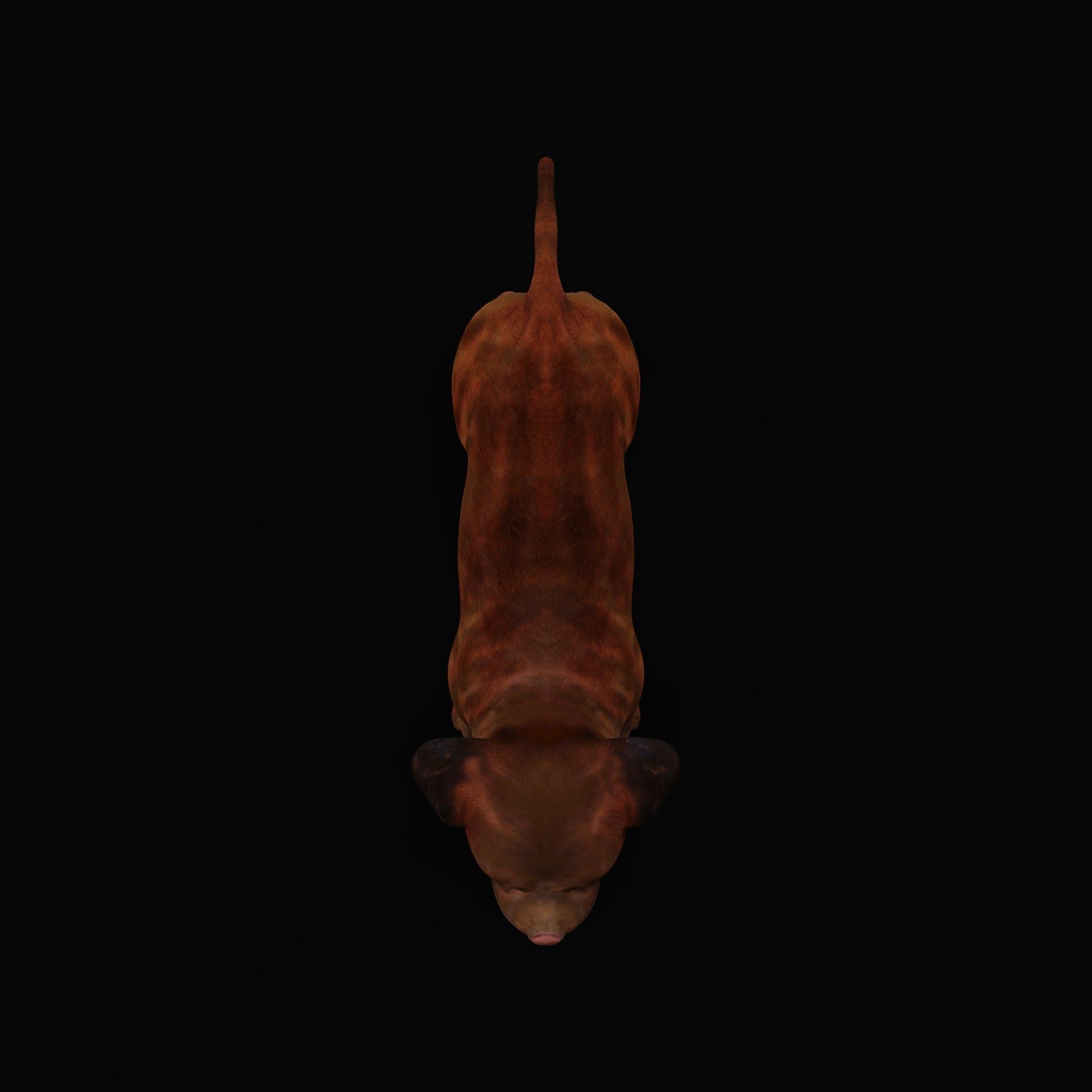 Labrador Retriever Puppy Dog Low-poly 3D model_6