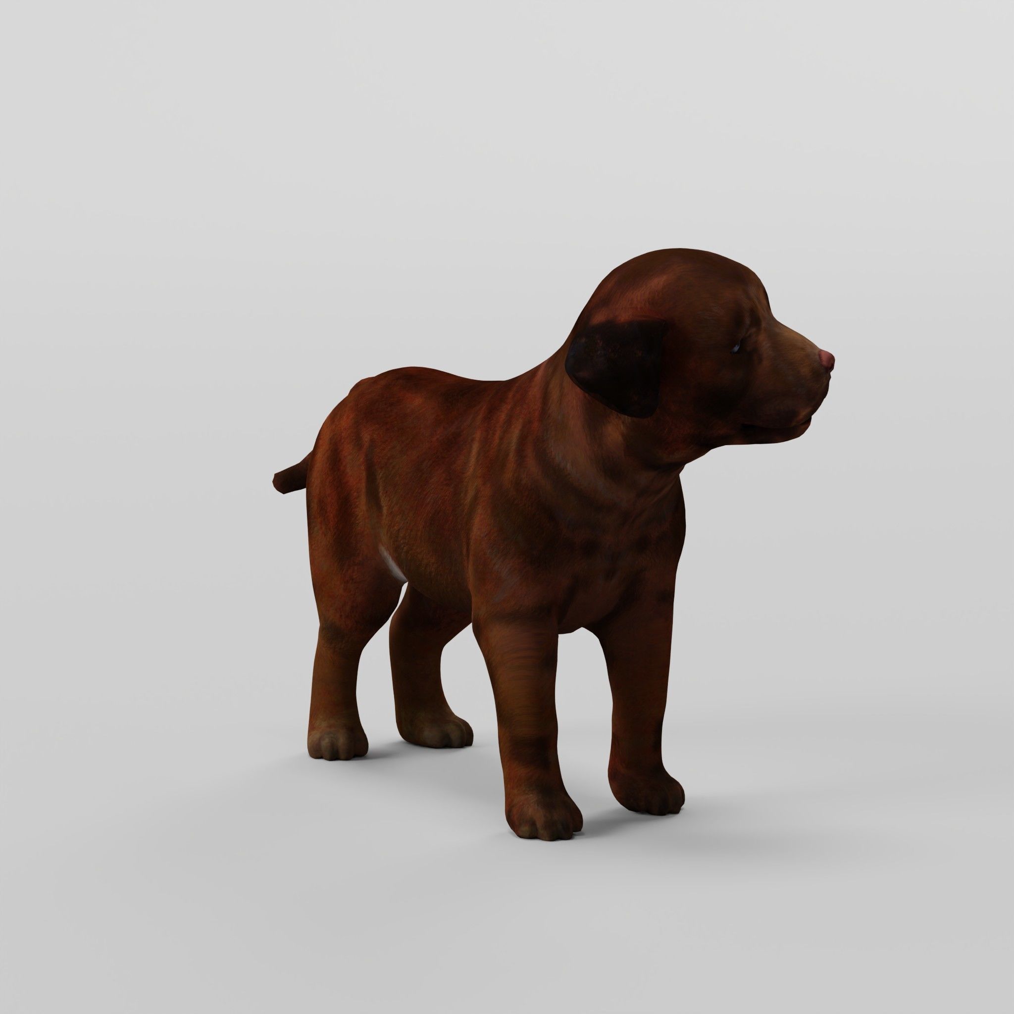 Labrador Retriever Puppy Dog Low-poly 3D model_7