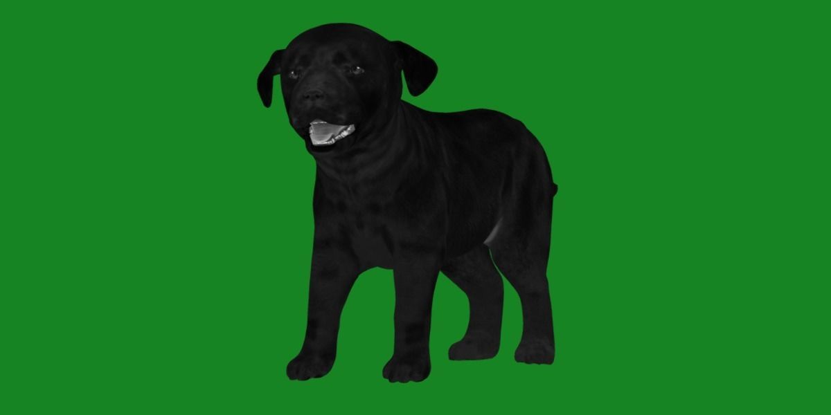 Labrador Retriever Puppy Dog Low-poly 3D model_13