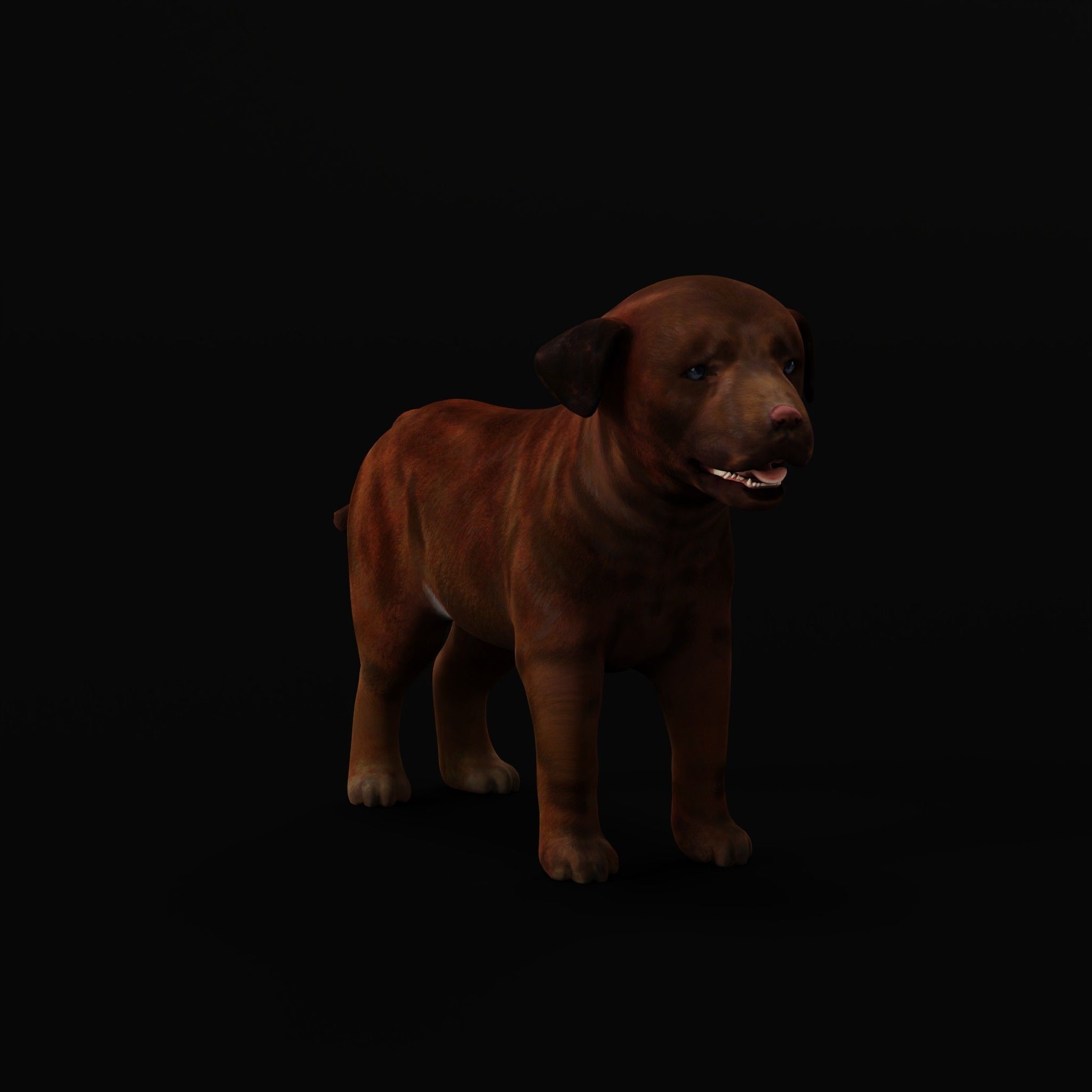 Labrador Retriever Puppy Dog Low-poly 3D model_3
