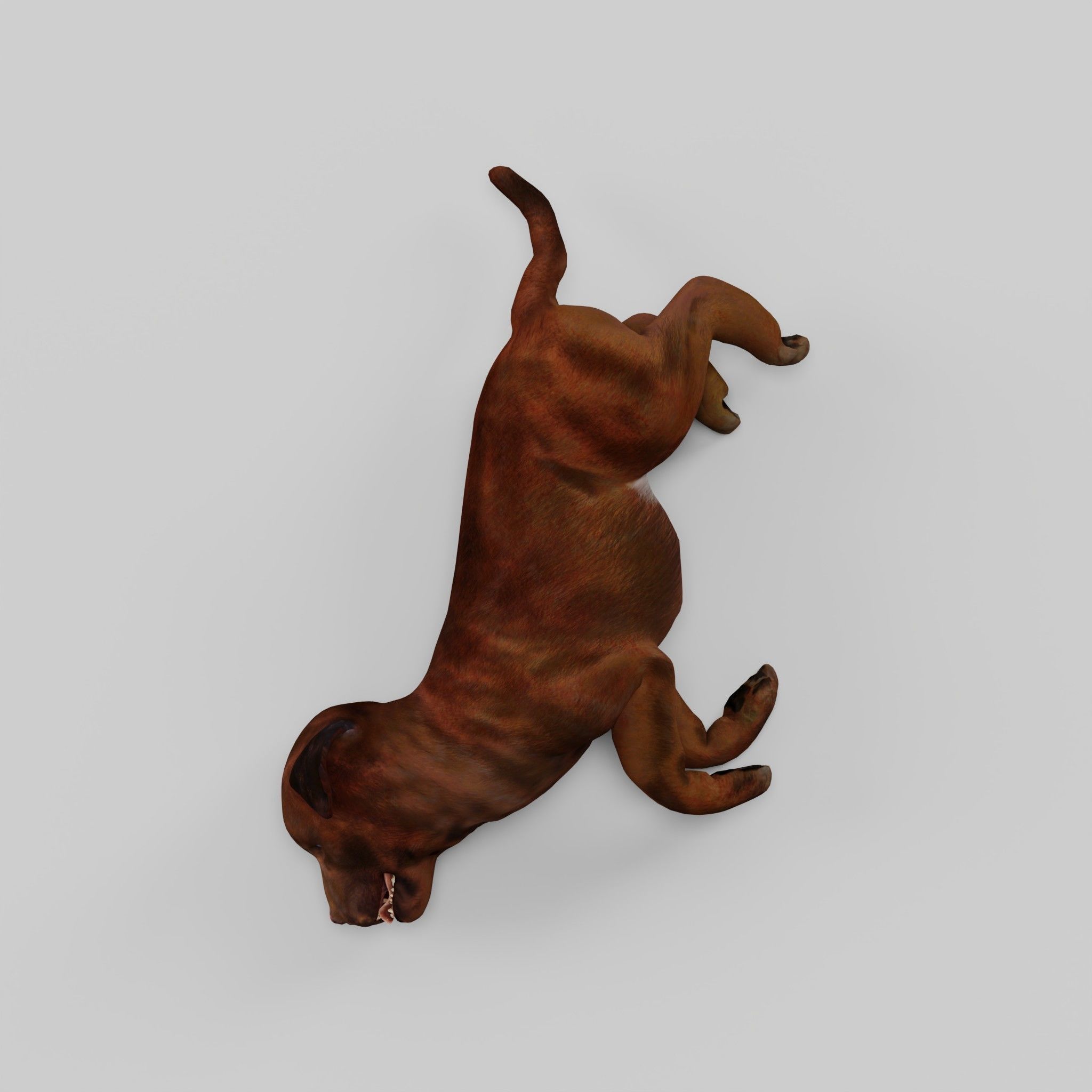 Labrador Retriever Puppy Dog Low-poly 3D model_11