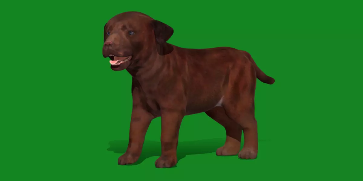 Labrador Retriever Puppy Dog Low-poly 3D model_0