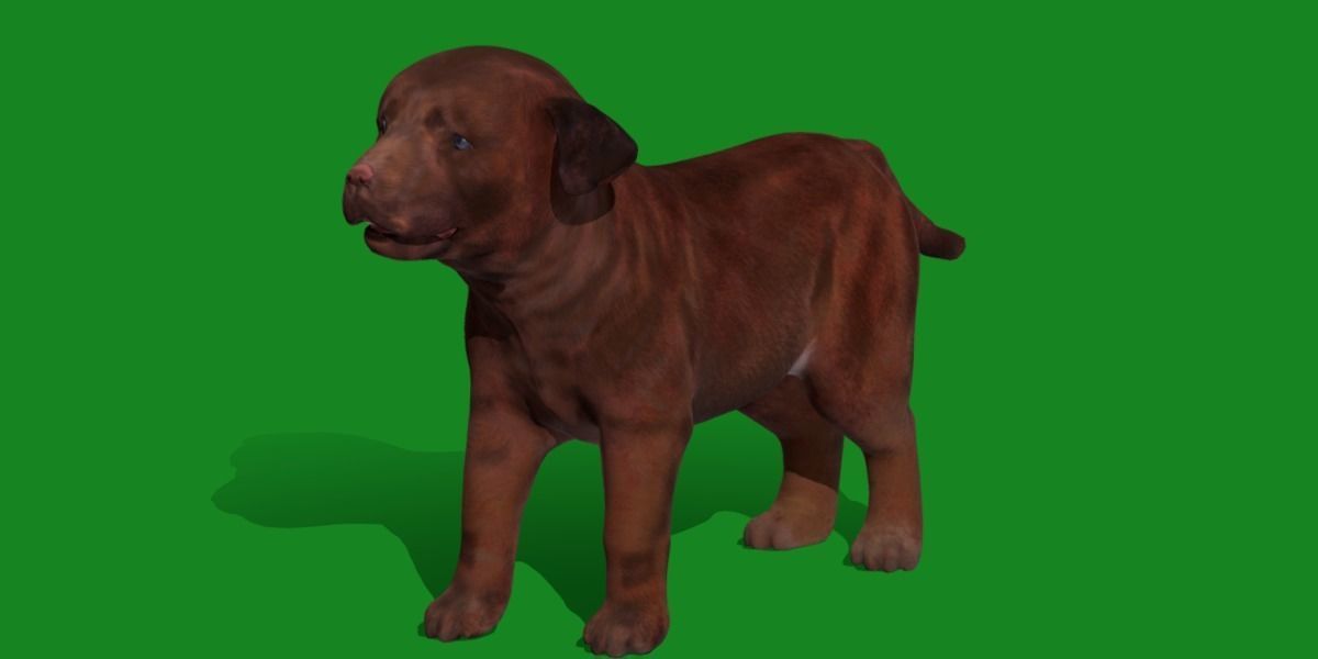 Labrador Retriever Puppy Dog Low-poly 3D model_24
