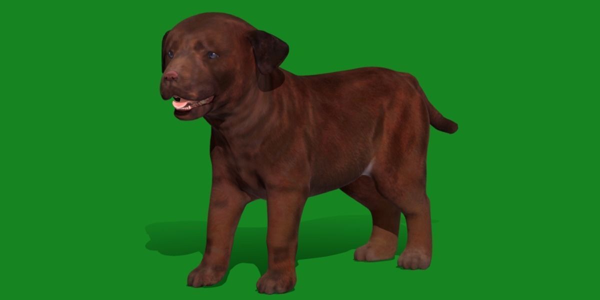 Labrador Retriever Puppy Dog Low-poly 3D model_31