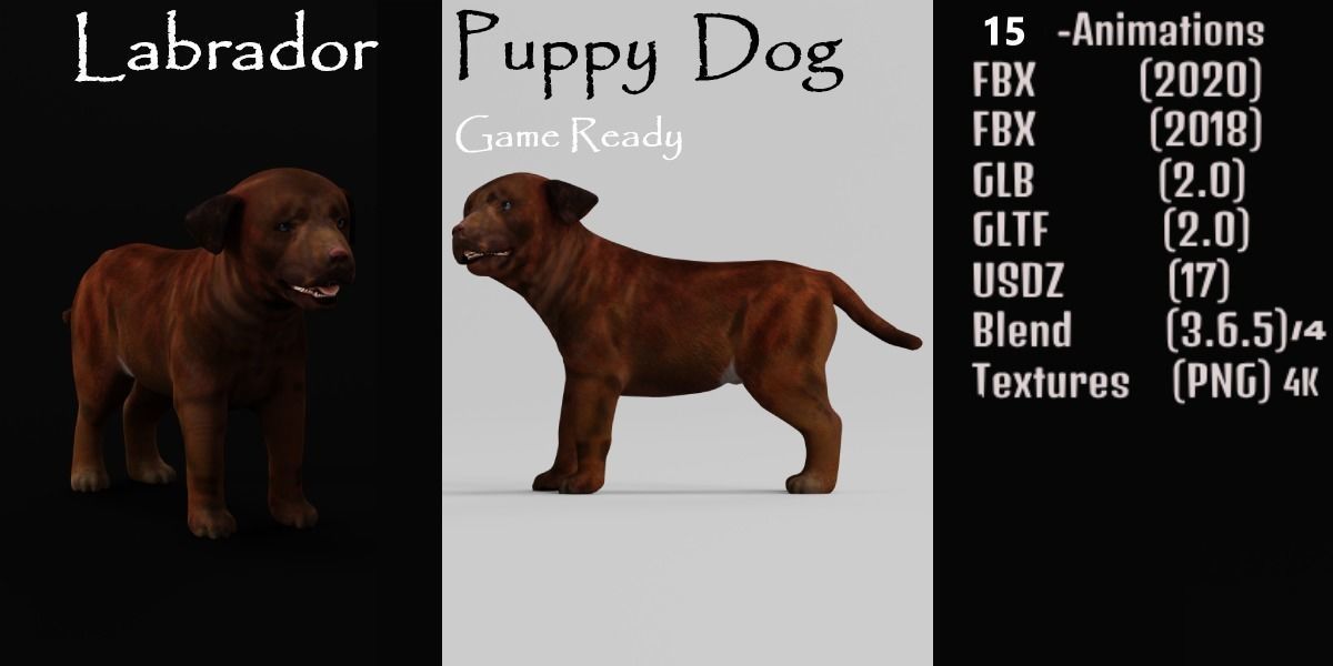 Labrador Retriever Puppy Dog Low-poly 3D model_22