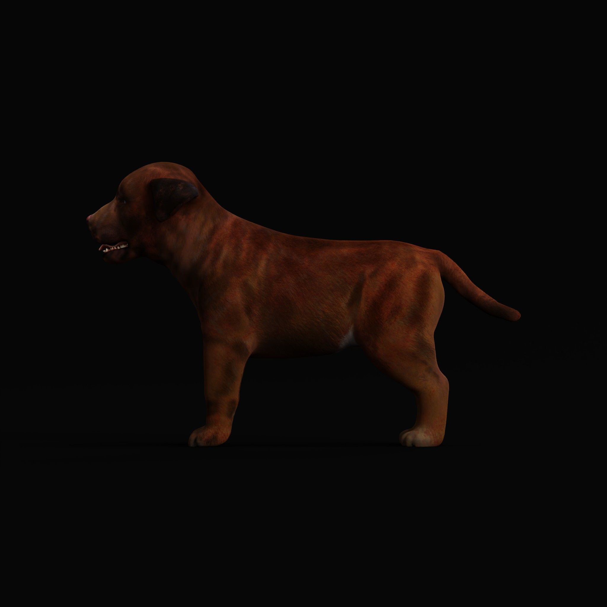 Labrador Retriever Puppy Dog Low-poly 3D model_5
