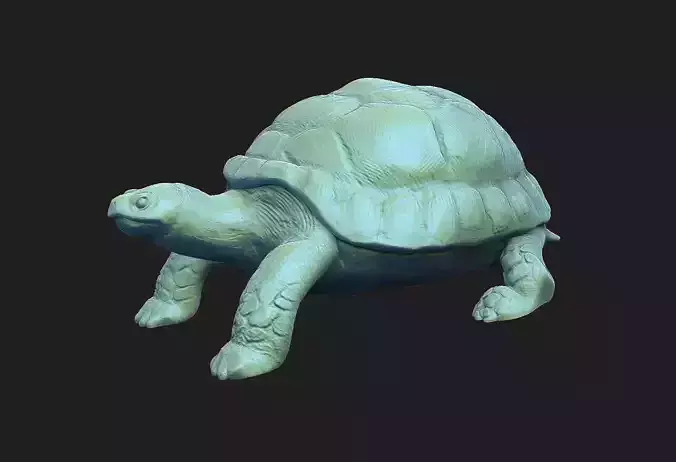 tortoise