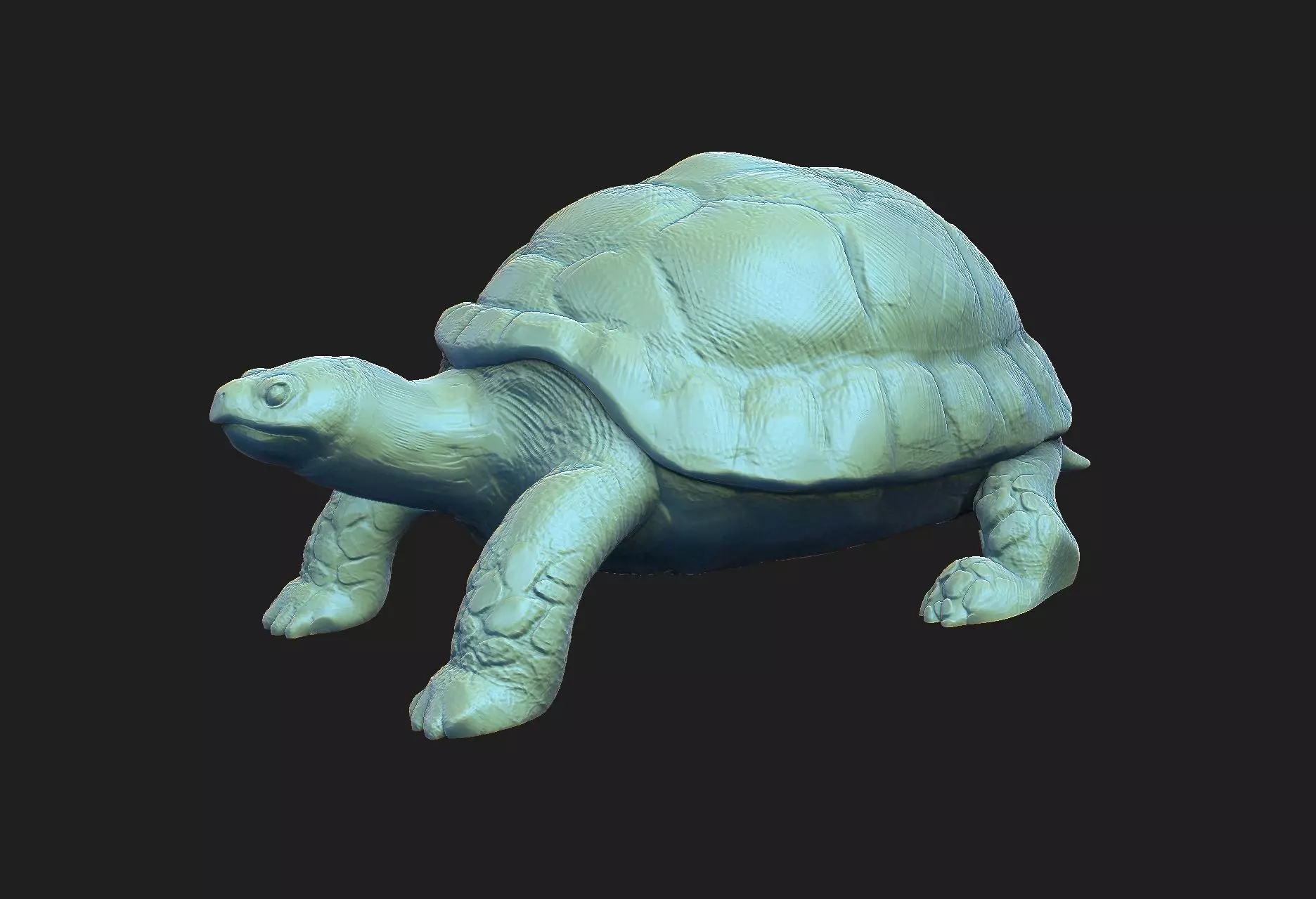 tortoise 3D print model