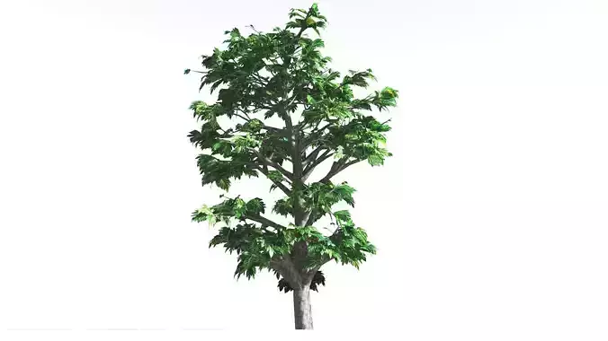 EVERYPlant Breadnut LowPoly 2 --12 Models-- Low-poly 3D model