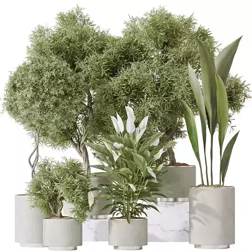 Indoor plant set 64 3D model