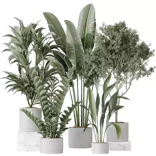 Indoor plants set 78 Chemlali Olive and ParadiseBird 3D model