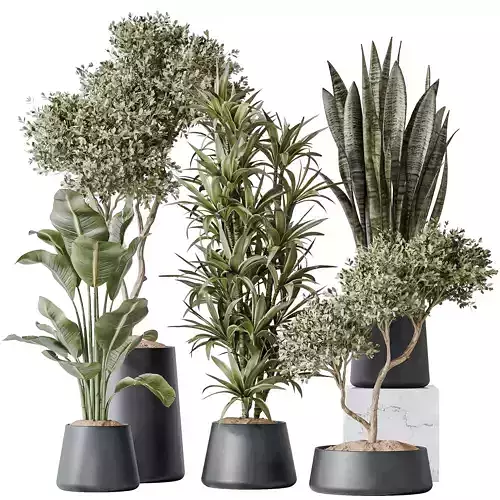 Indoor plants set 84 Olive Tree ParadiseBird Lemon Lime Dragon 3D model