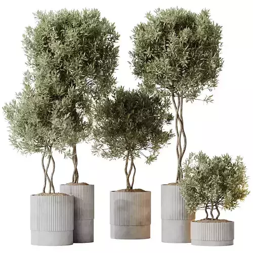 Kalamata Leccino Arbequina Wilsonii Chemlali Olive Set 37