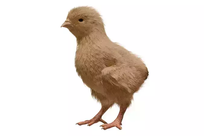 Feathered Chick Low-poly 3D model