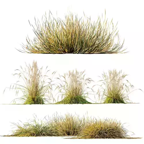 Carex Testacea Orange and Molinia Caerulea Fire Grasses 3D model