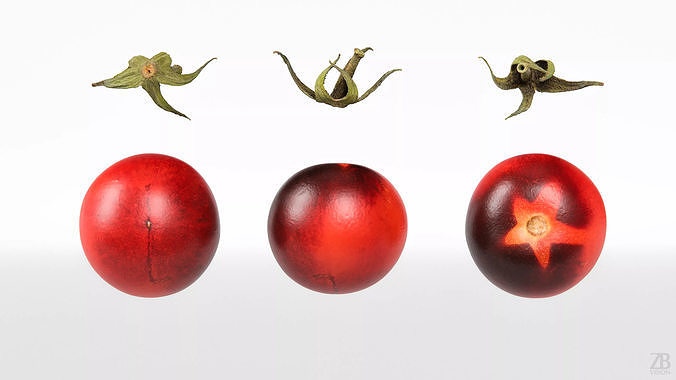 Tomato 3D model 5