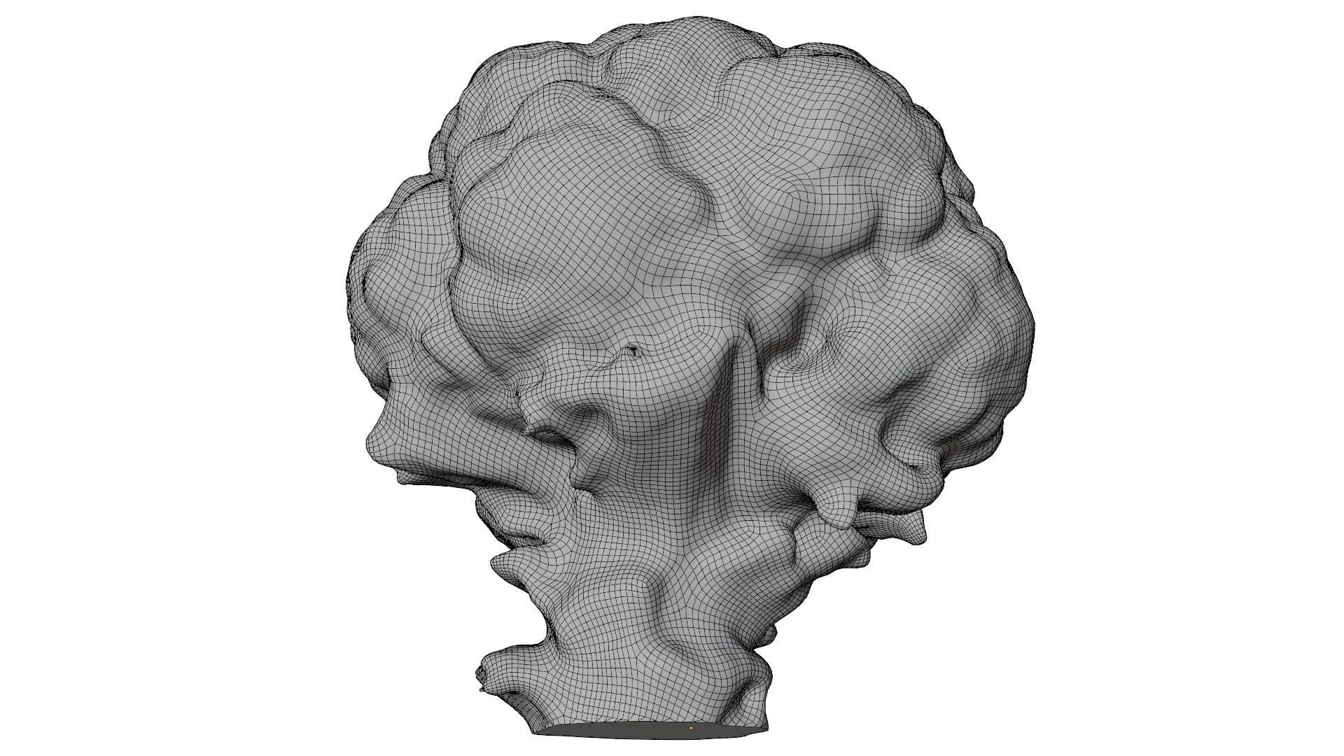 Cauliflower 3D model_15