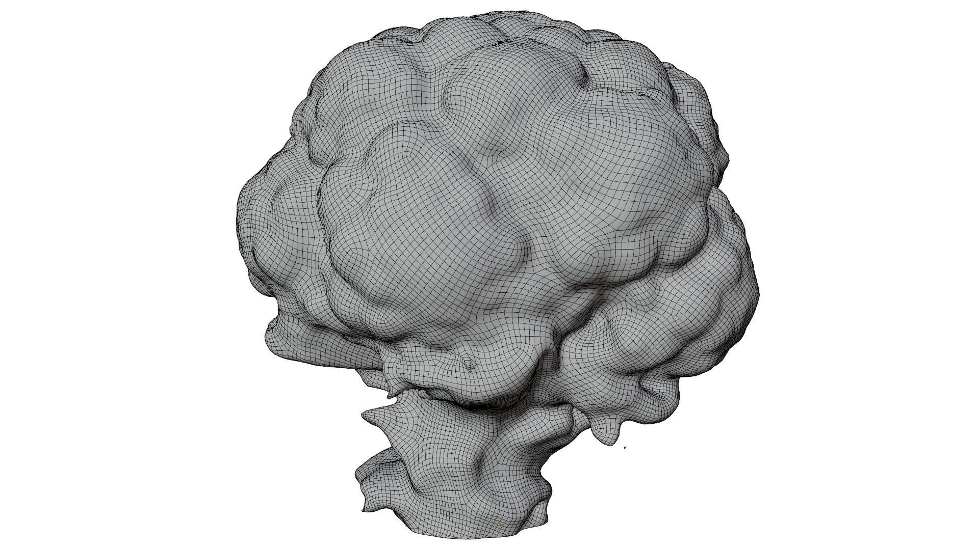 Cauliflower 3D model_13