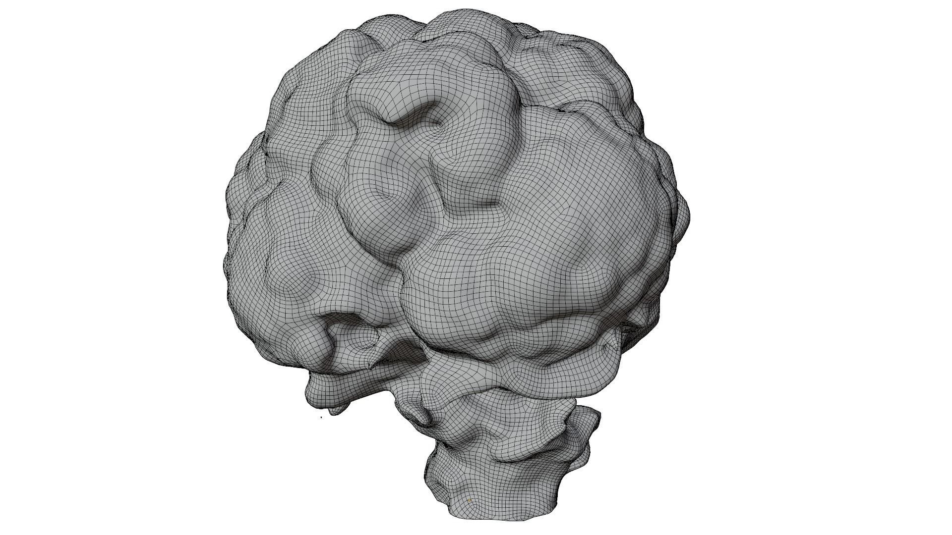 Cauliflower 3D model_9