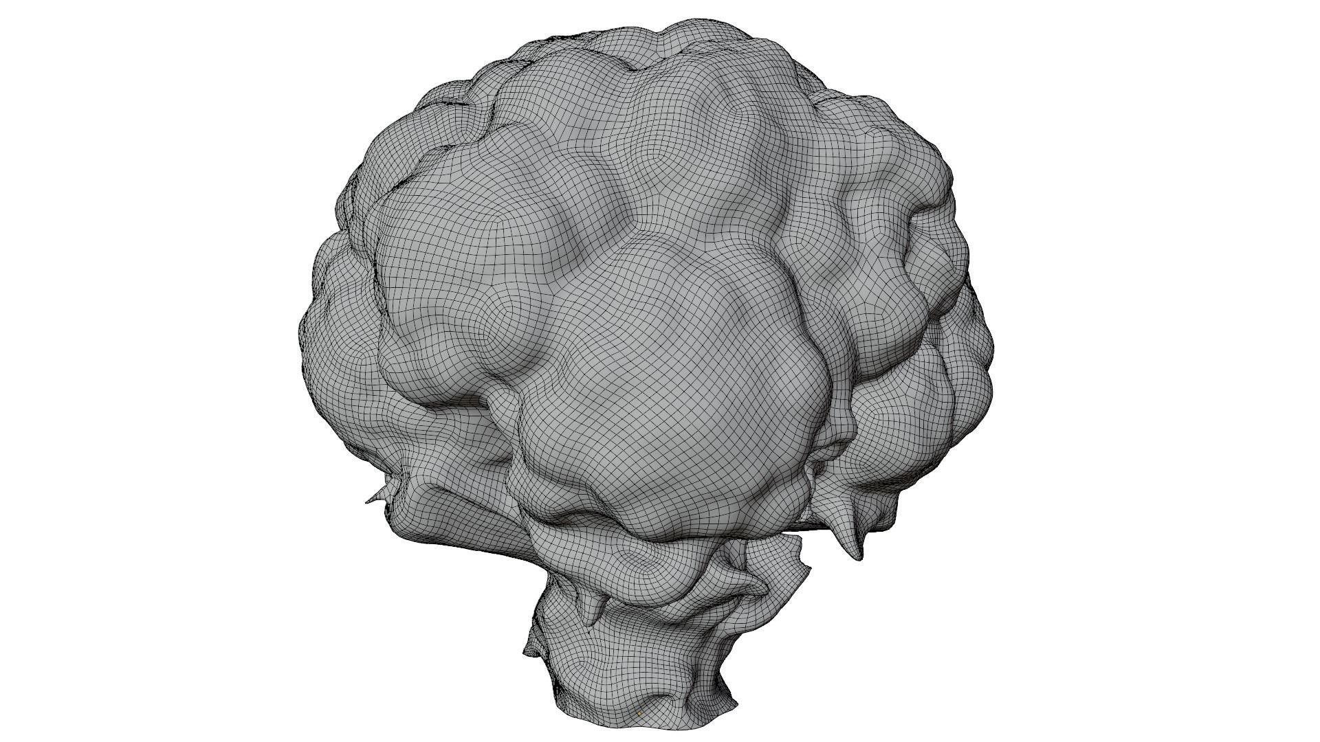 Cauliflower 3D model_8