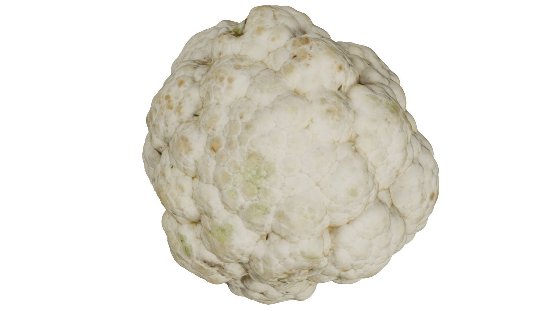 Cauliflower 3D model_6