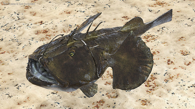 Angler Rigged 3D model 2