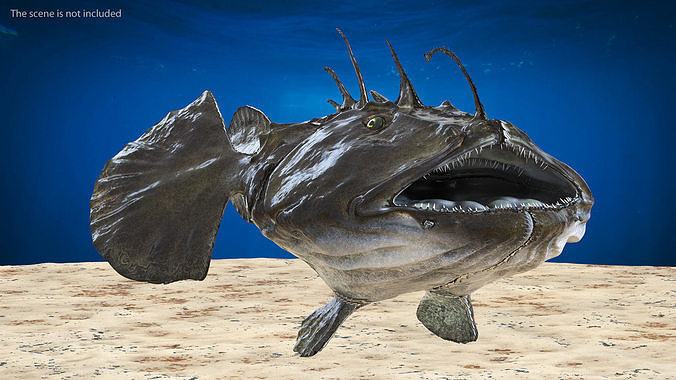 Angler Rigged 3D model