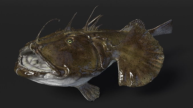 Angler Rigged 3D model 7