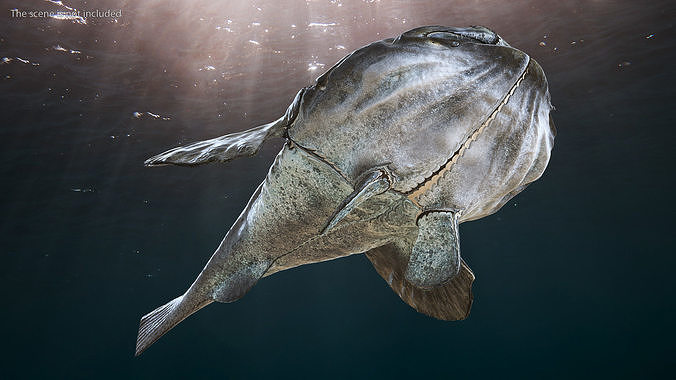 Angler Rigged 3D model 3
