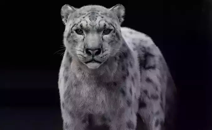 Snow Leopard 3D