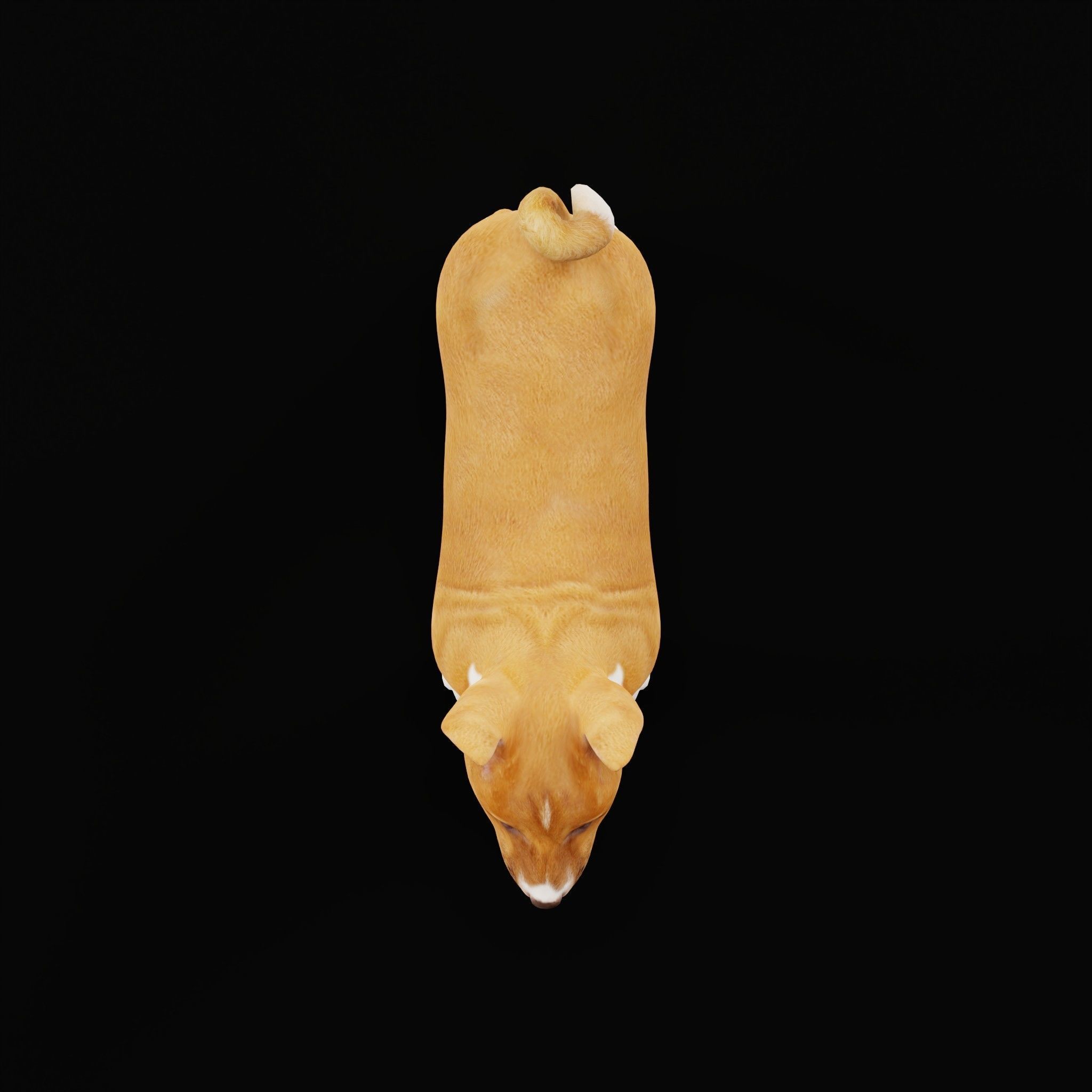 Basenji Puppy Dog Low-poly 3D model_28