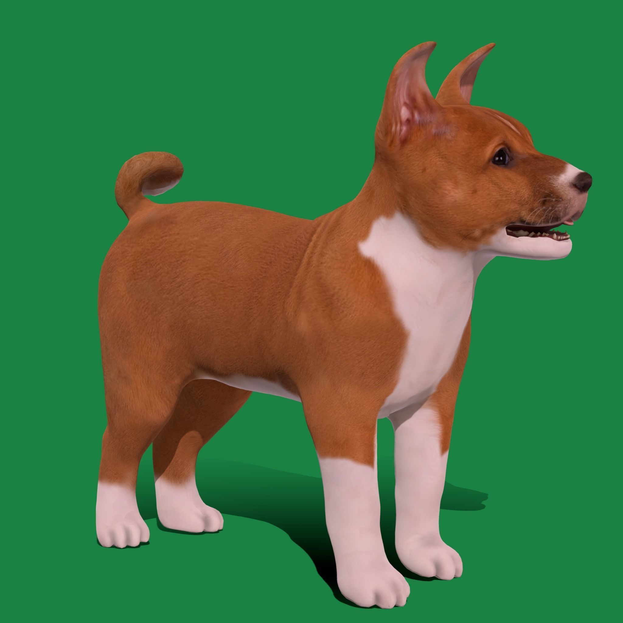 Basenji Puppy Dog Low-poly 3D model_12