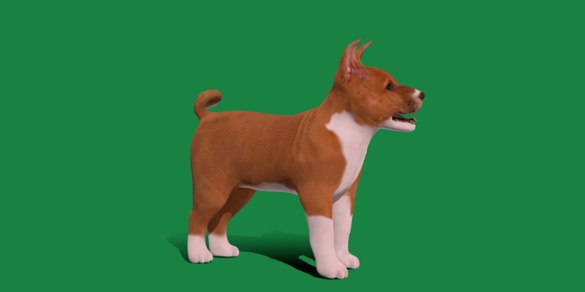 Basenji Puppy Dog Low-poly 3D model_2