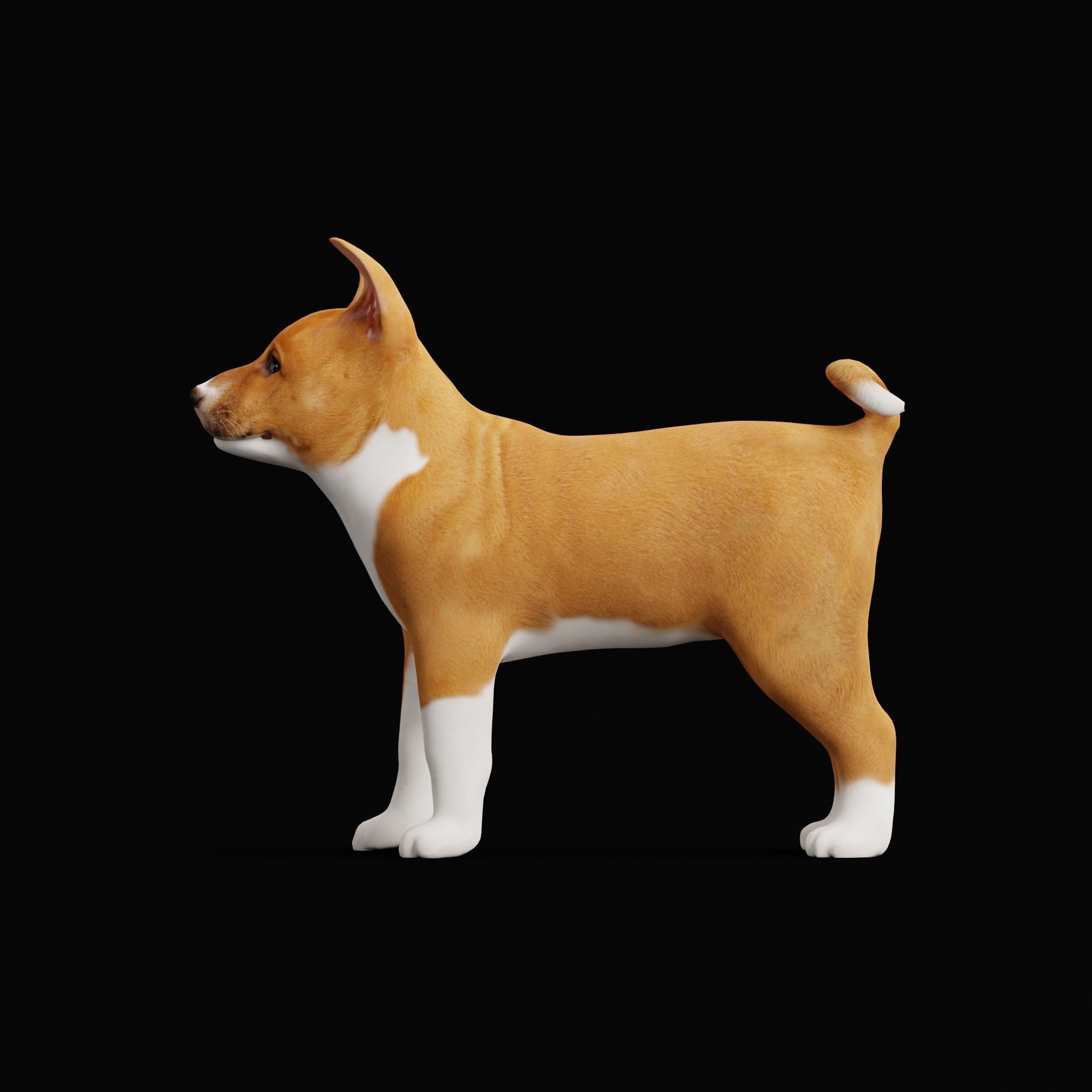 Basenji Puppy Dog Low-poly 3D model_24