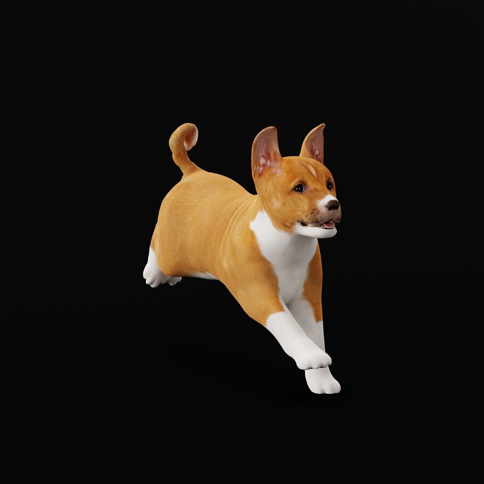 Basenji Puppy Dog Low-poly 3D model_30