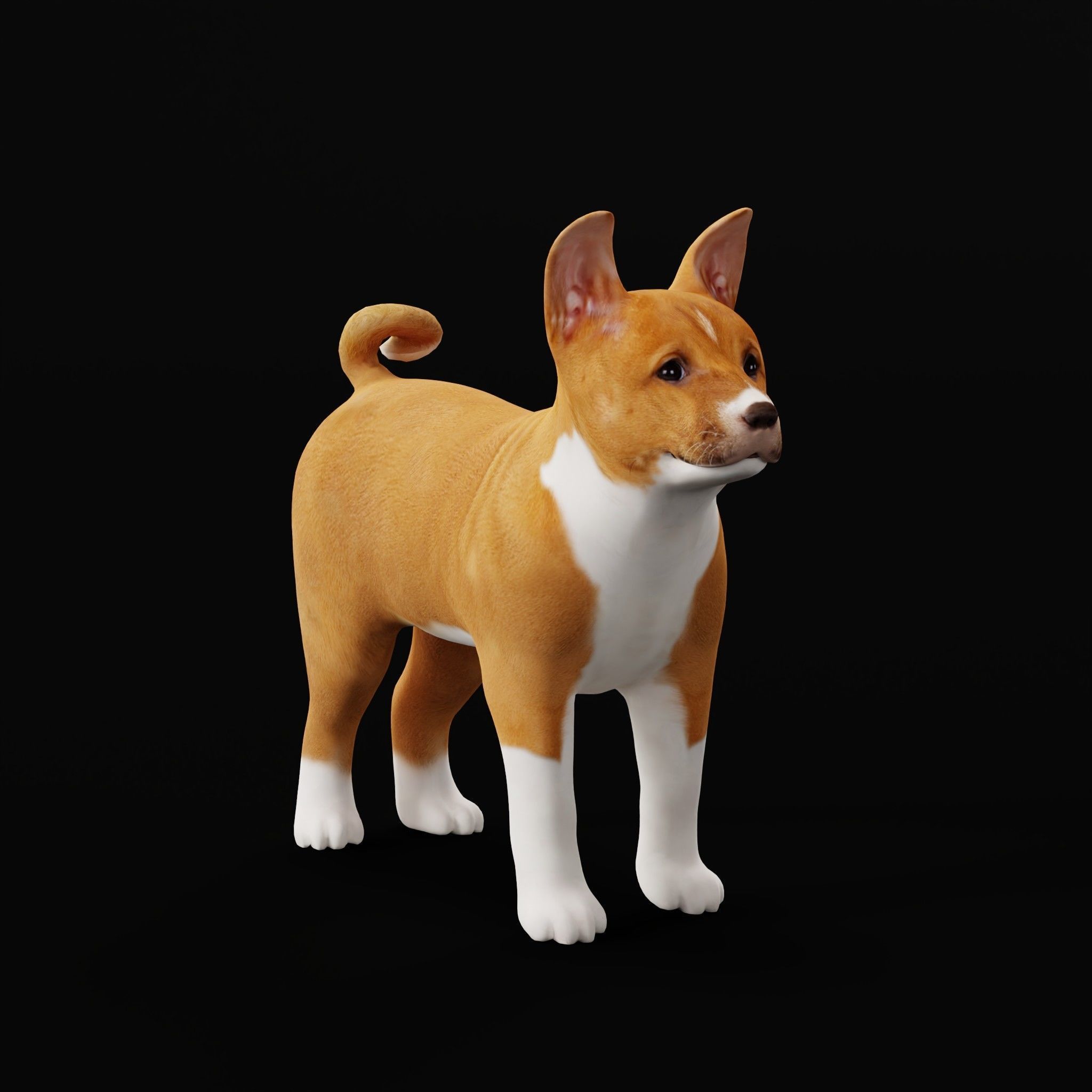 Basenji Puppy Dog Low-poly 3D model_23