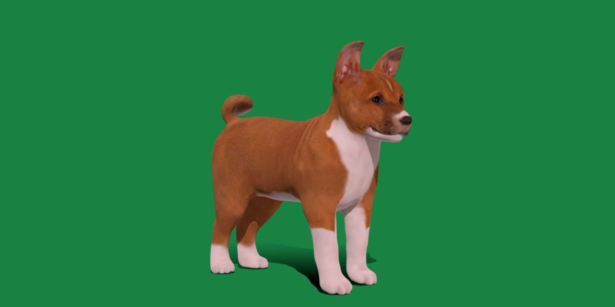 Basenji Puppy Dog Low-poly 3D model_22
