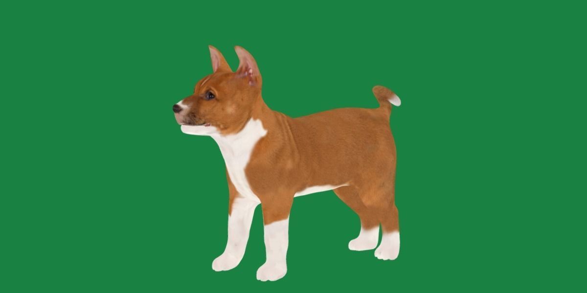 Basenji Puppy Dog Low-poly 3D model_17