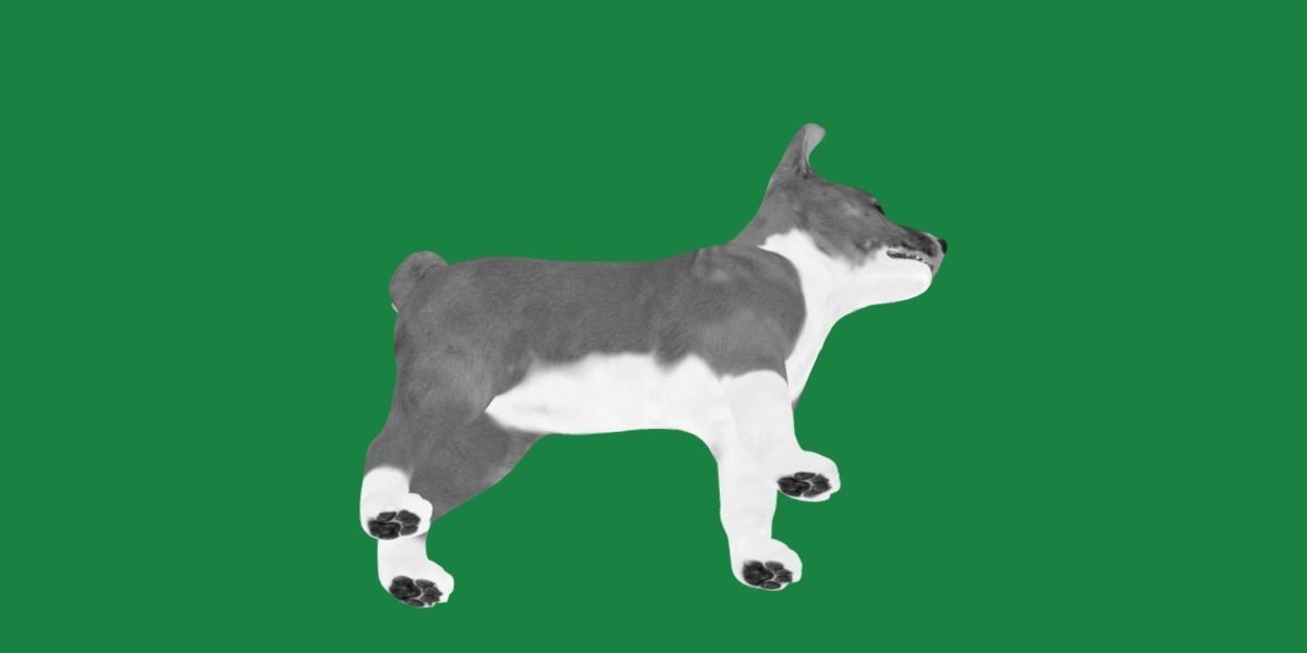 Basenji Puppy Dog Low-poly 3D model_3