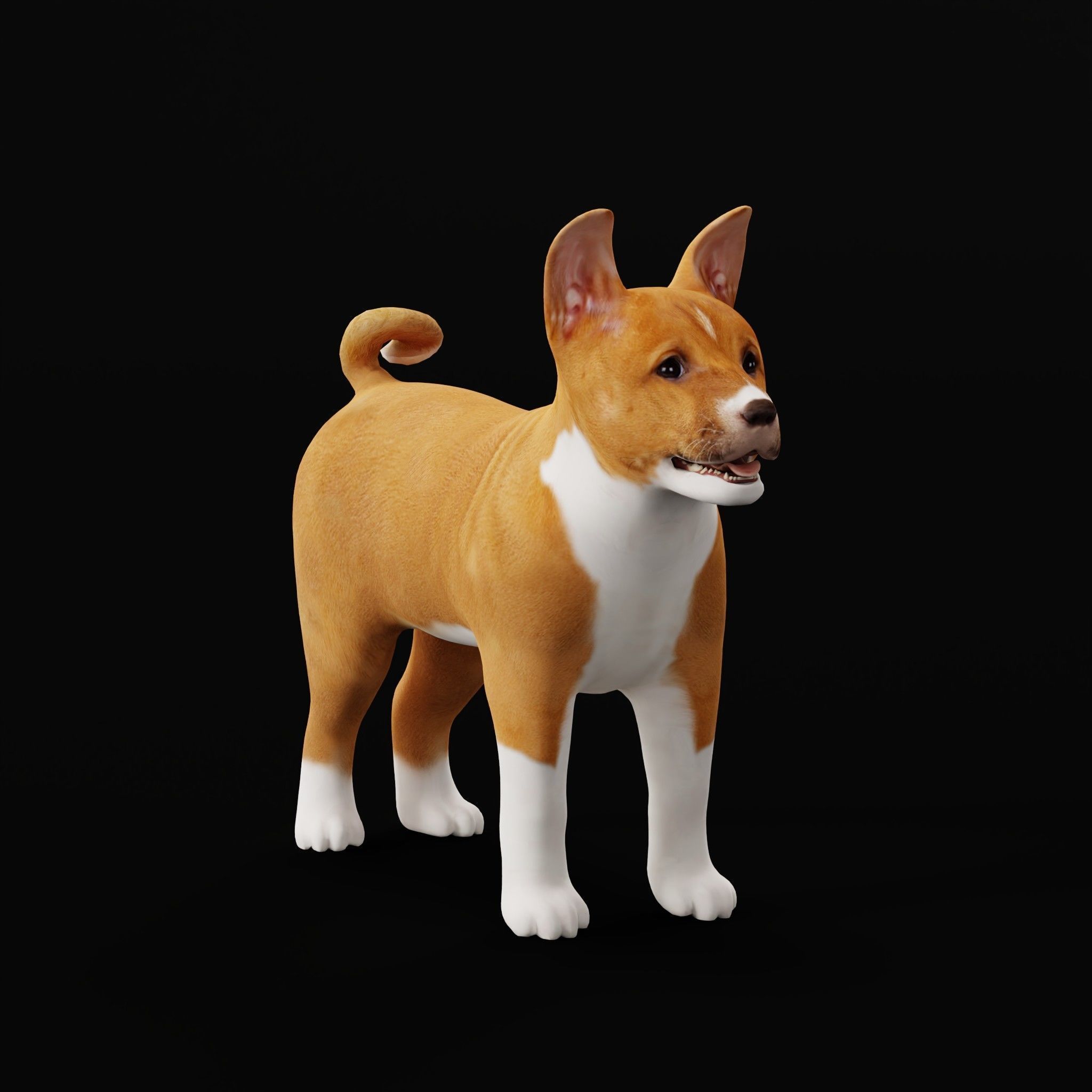 Basenji Puppy Dog Low-poly 3D model_25