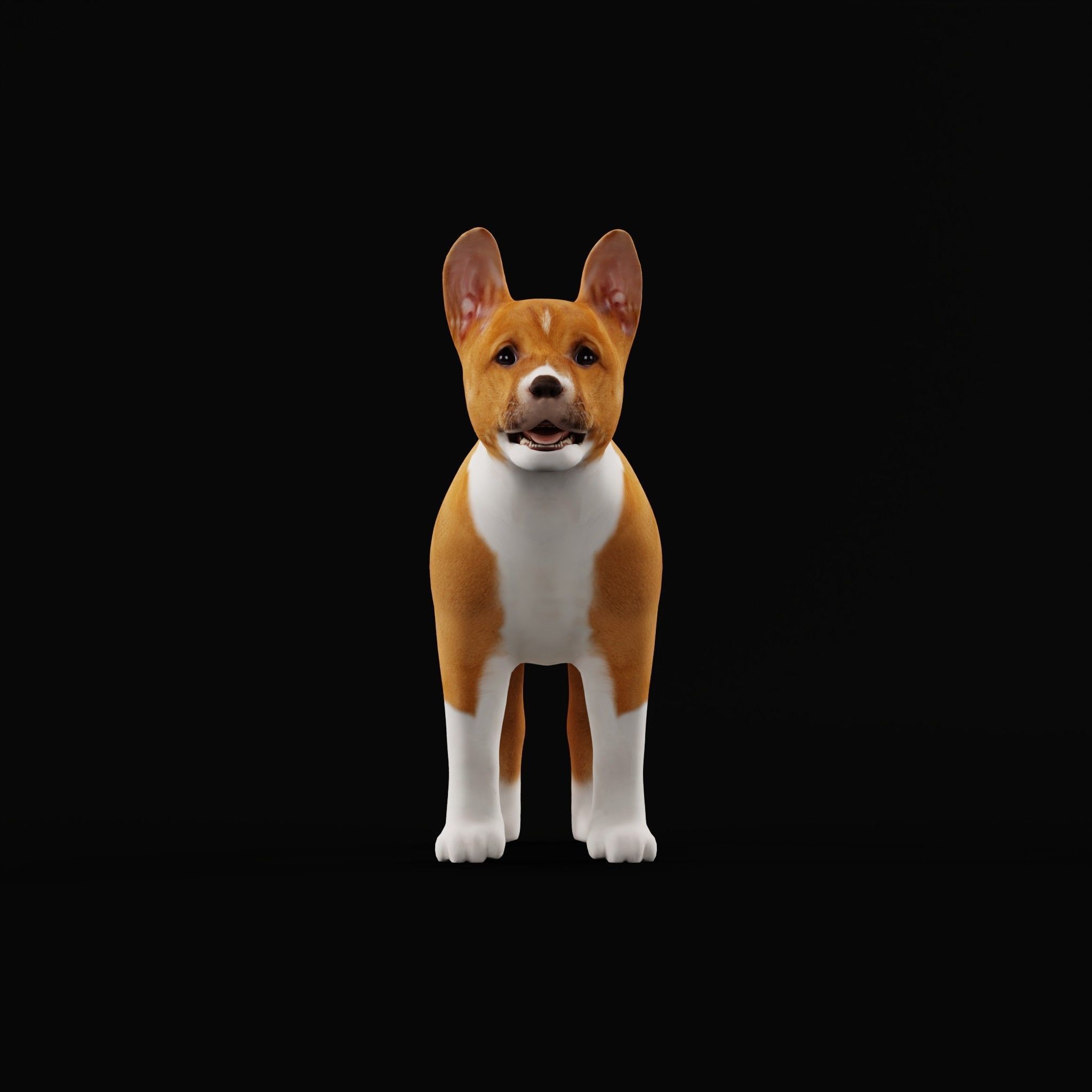 Basenji Puppy Dog Low-poly 3D model_26