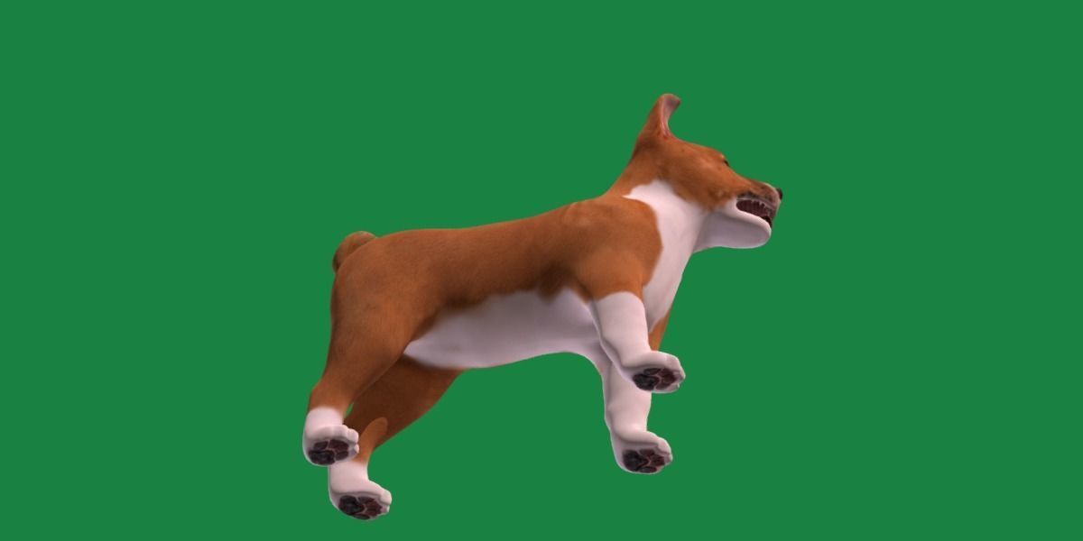 Basenji Puppy Dog Low-poly 3D model_13