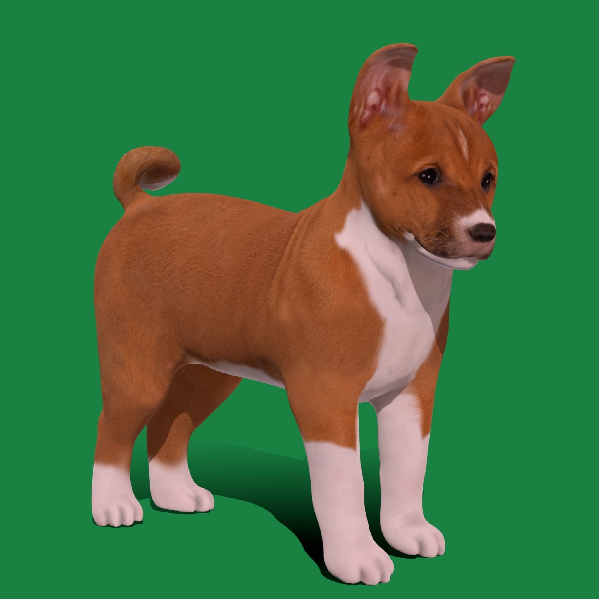 Basenji Puppy Dog Low-poly 3D model_14