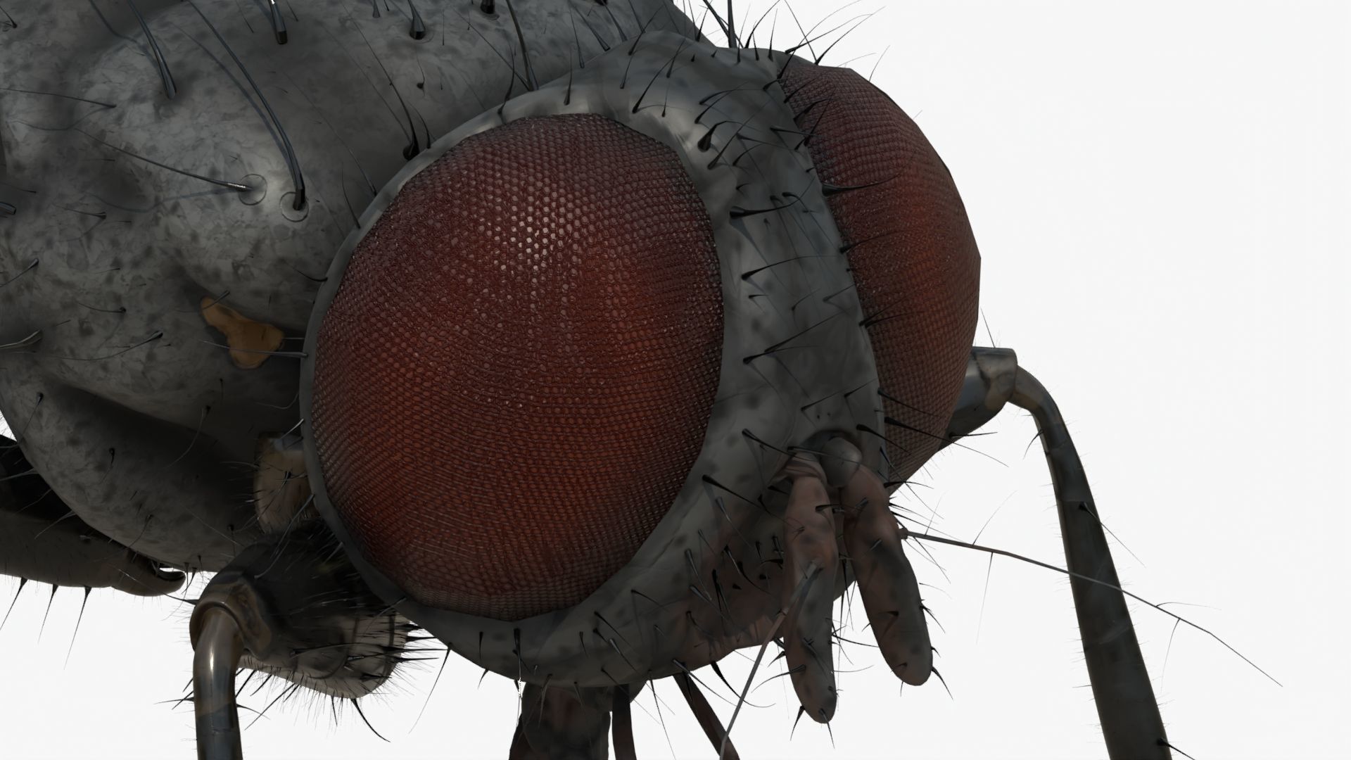 4K Housefly 3D model_9