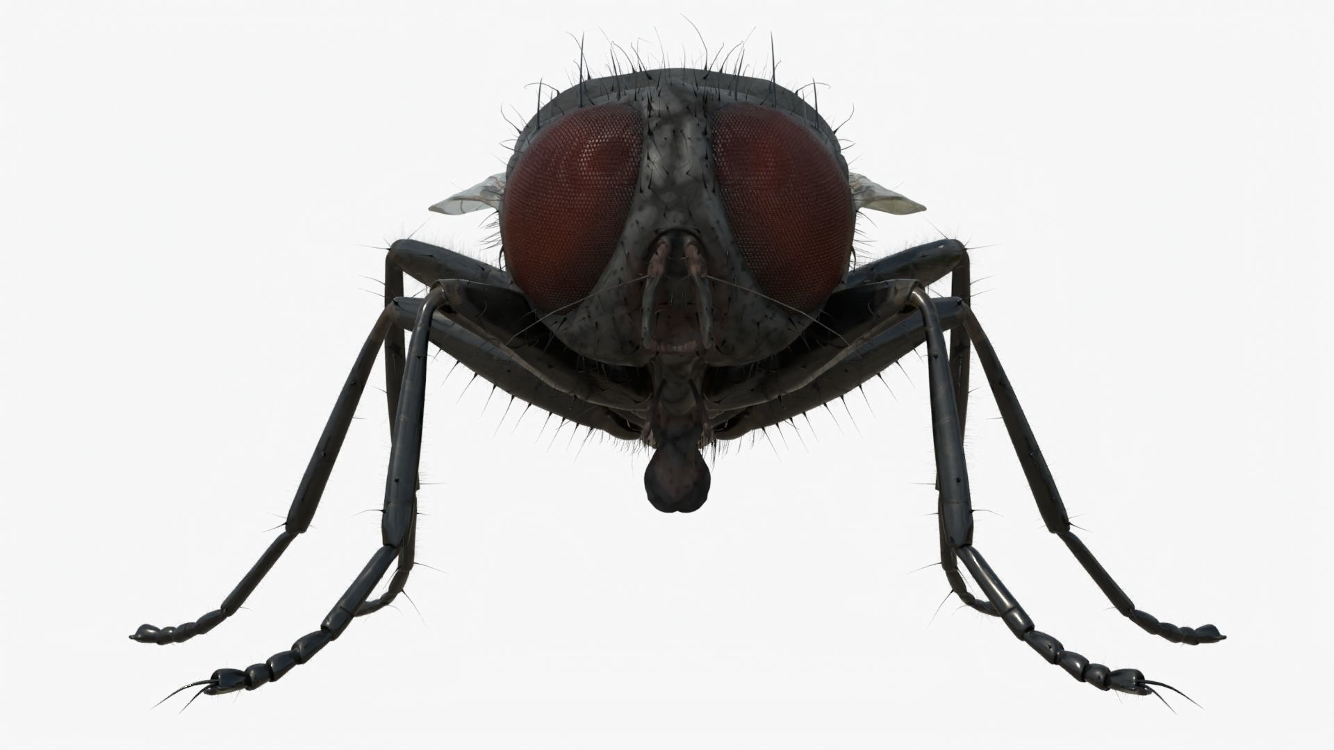 4K Housefly 3D model_2